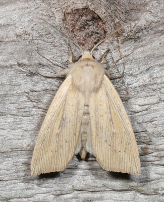 Hodges#10440 * Linen Wainscot Moth * Leucania linita (T)