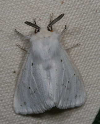 Hodges#8140 * Fall Webworm Moth * Hyphantria cunea