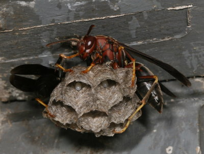 Northern Paper Wasp