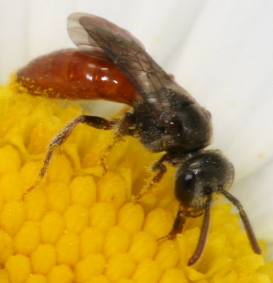 Genus Sphecodes - Blood Bees
