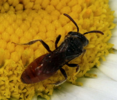 Genus Sphecodes - Blood Bees