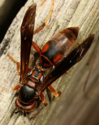Northern Paper Wasp