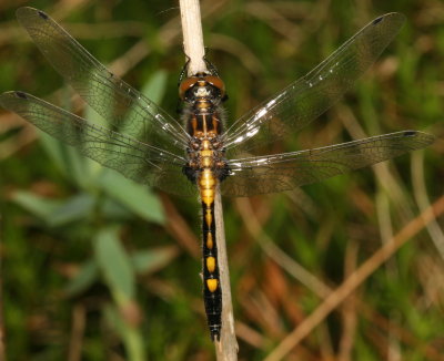 Dot-Tailed Whiteface ♂