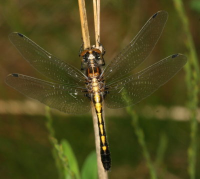 Dot-Tailed Whiteface ♀