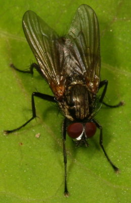 Root-Maggot Fly ♂