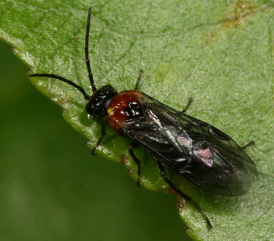 Subfamily Blennocampinae