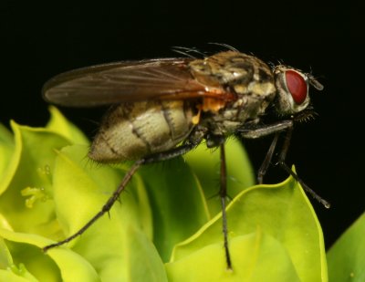 Root-Maggot Fly ♀