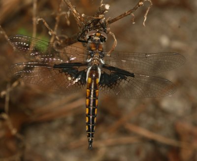 Mantled Baskettail * Epitheca semiaquea