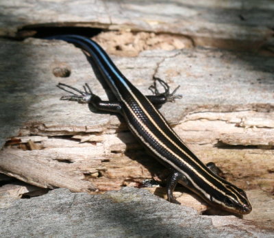 Five-lined Skink (immature)