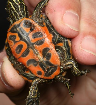 Northern Red-bellied Turtle - hatchling