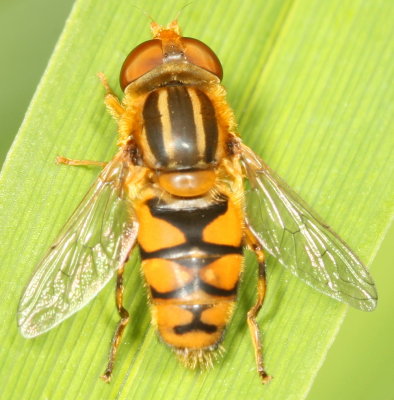 Syrphidae : Syrphid Flies