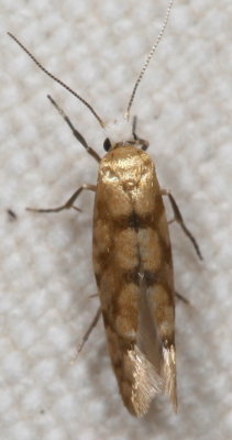 Hodges#2435 * Argyresthia alternatella