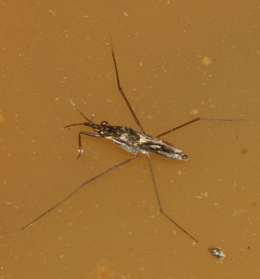 Subfamily Gerrinae