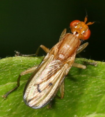 Genus Tetanocera