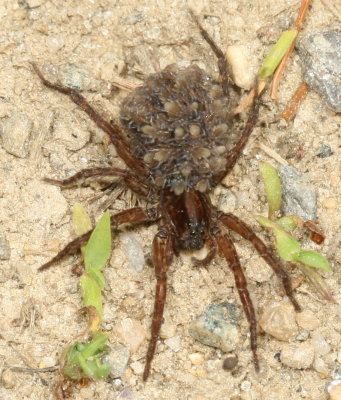 Wolf Spider ♀ with egg sack