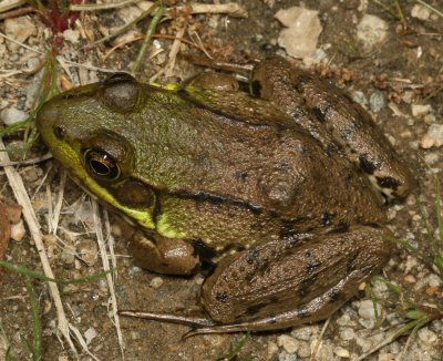 Green Frog
