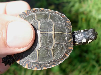 Eastern Painted Turtle - hatchling