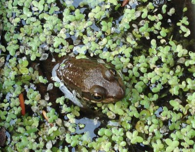 Green Frog