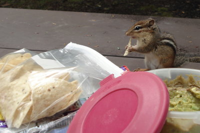 Eastern Chipmunk