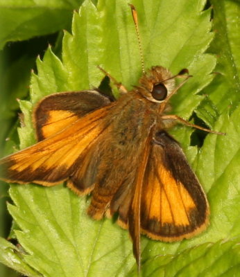 Hobomok Skipper