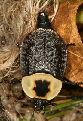Necrophila americana