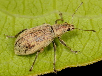 Polydrusus cervinus