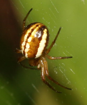 Araneus pratensis