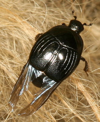 Histeridae : Clown Beetles