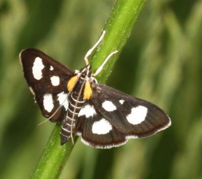 Hodges#4958 * White-spotted Sable * Anania funebris glomeralis