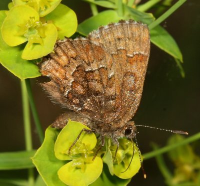 Eastern Pine Elfin
