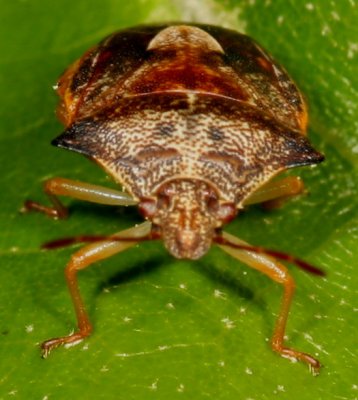Dendrocoris humeralis