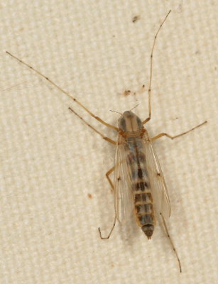 Tribe Chironomini ♀