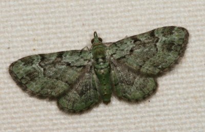 Hodges#7625 * Green Pug * Pasiphila rectangulata