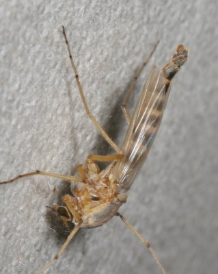 Tribe Chironomini ♀