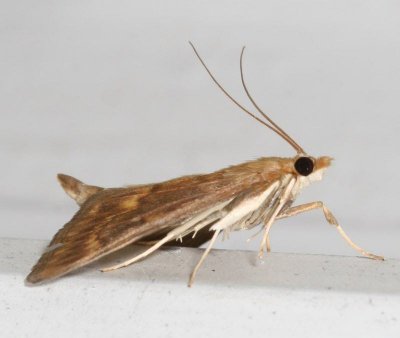 Hodges#4949 * European Corn Borer * Ostrinia nubilalis