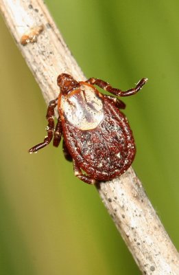 American Dog Tick ♀ * Dermacentor variabilis