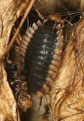 Oiceoptoma noveboracense larva