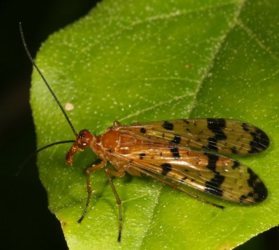 Panorpa confusa ♀ 