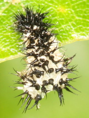 Periclista (Genus) moulting.