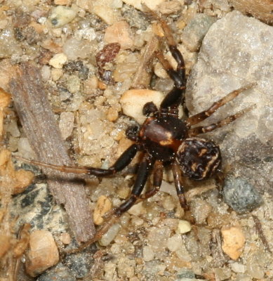 Xysticus fraternus