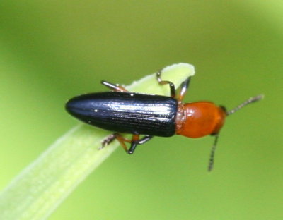 Languria mozardi * Clover Stem Borer