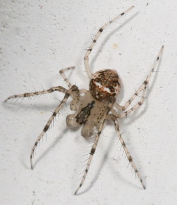 Mimetidae : Pirate spiders