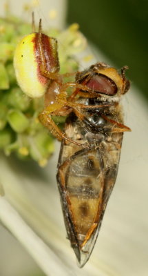 Sixspotted Orbweaver