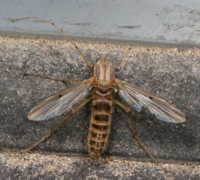 Tribe Chironomini ♀