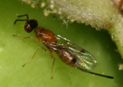 Genus Megastigmus