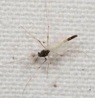 Tribe Chironomini ♂