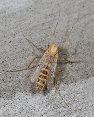 Subfamily Chironominae