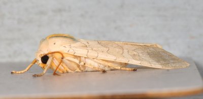 Hodges#8203 * Banded Tussock Moth * Halysidota tessellaris