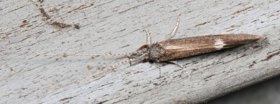 Ceraclea slossonae (T)