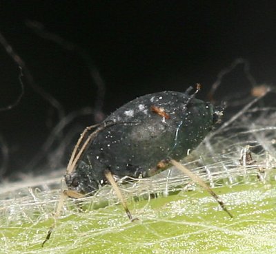 Genus Aphis